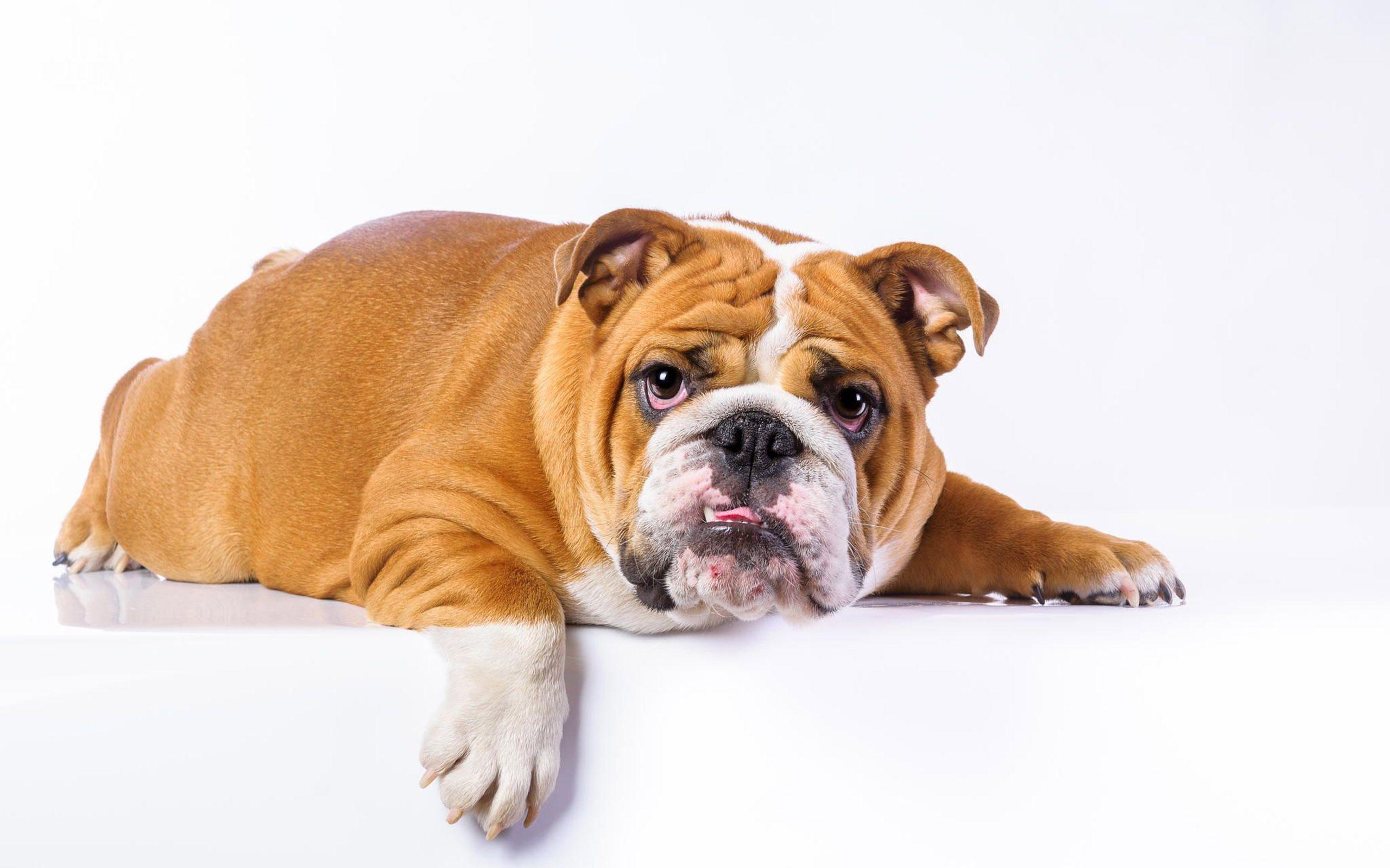 2560x1600 Bulldog