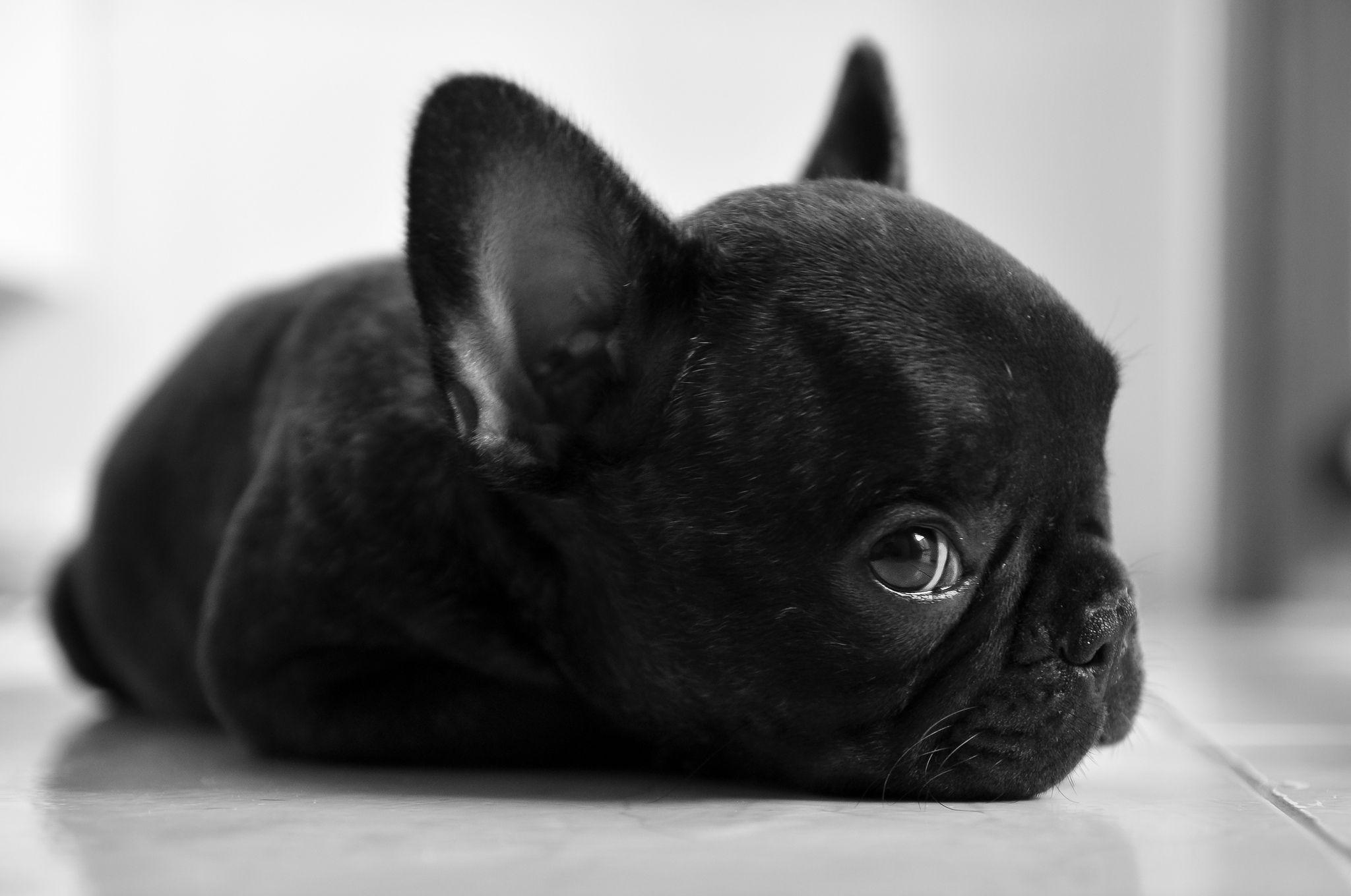 2048x1360 Langwieser Viaduct, Switzerland. My baby when he was 2 months old Wallpaper. Free Wallpaper Download. Baby animals, Bulldog puppies, Cute animals