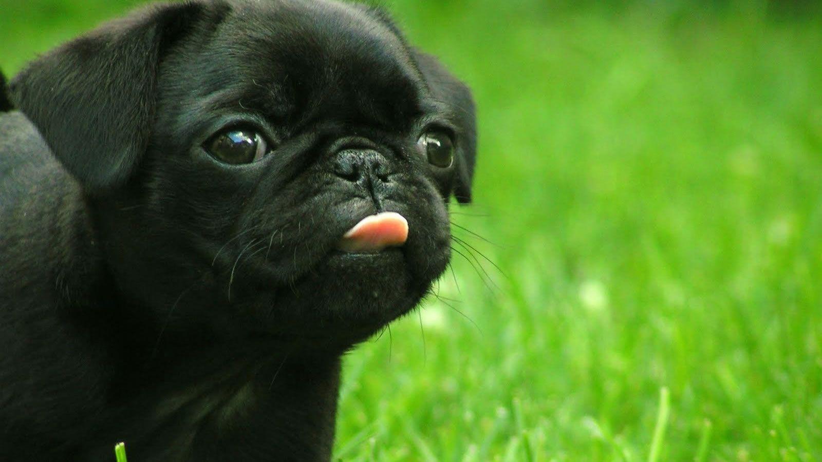 1600x900 Black French Bulldog wallpaper Doggy Rocks