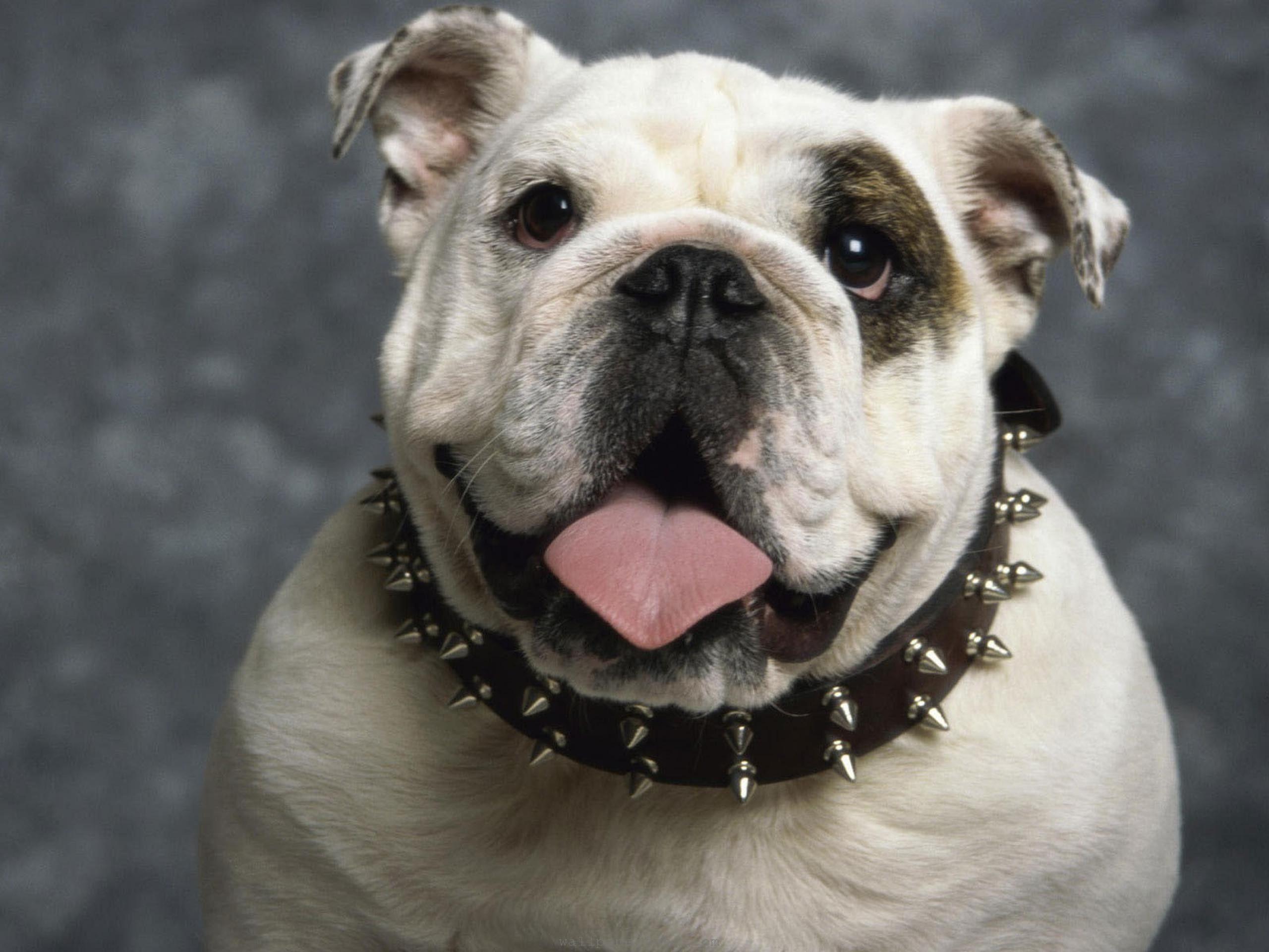 2560x1920 tongue, British, bulldog wallpaper