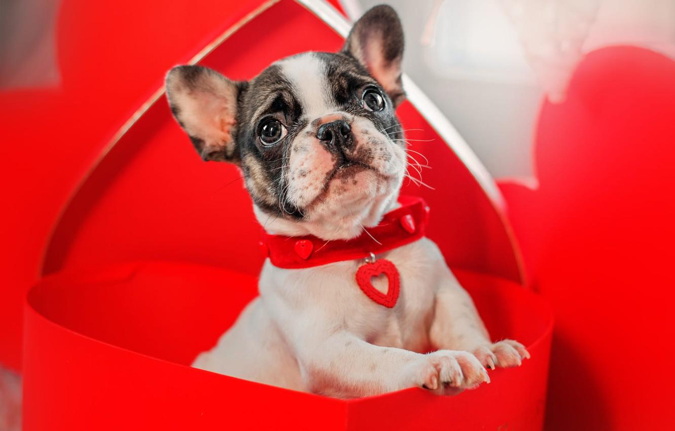 1332x850 Valentine French Bulldogs Wallpaper