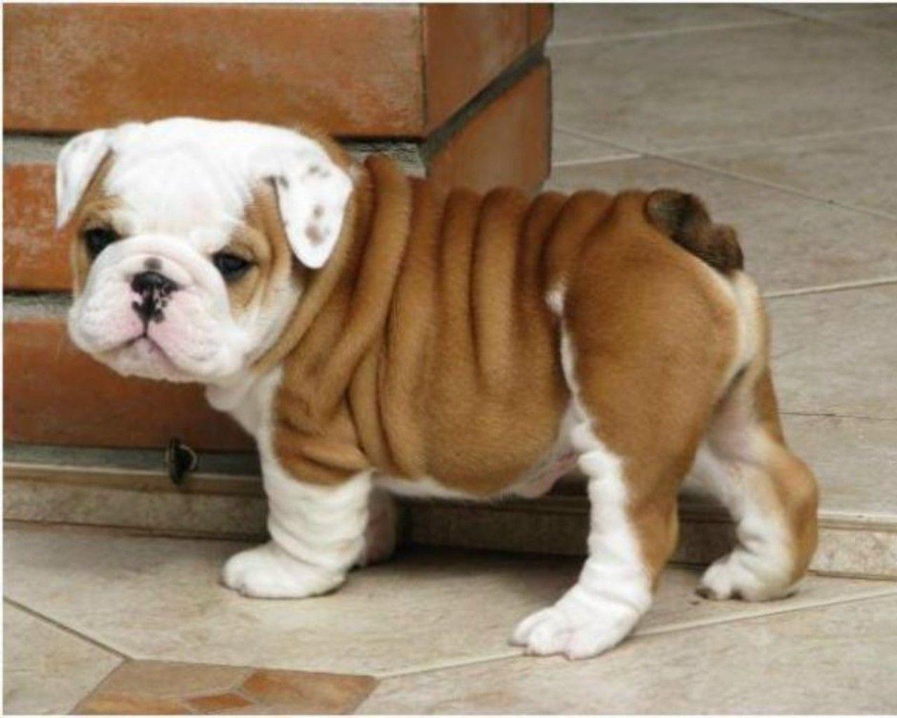 1280x1024 Baby Bulldog Wallpaper