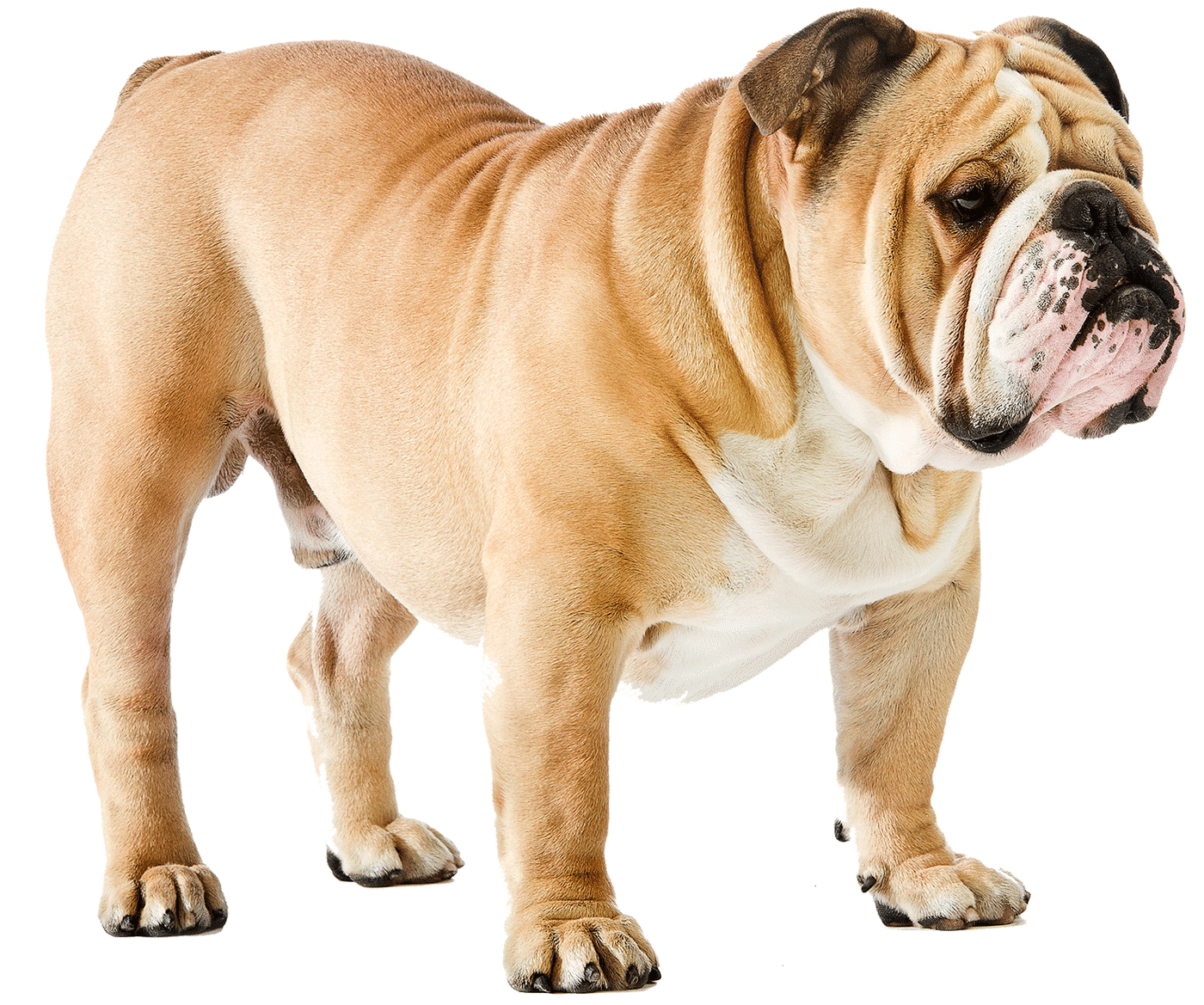1400x1169 Bulldog wallpaper, Animal, HQ Bulldog pictureK Wallpaper 2019