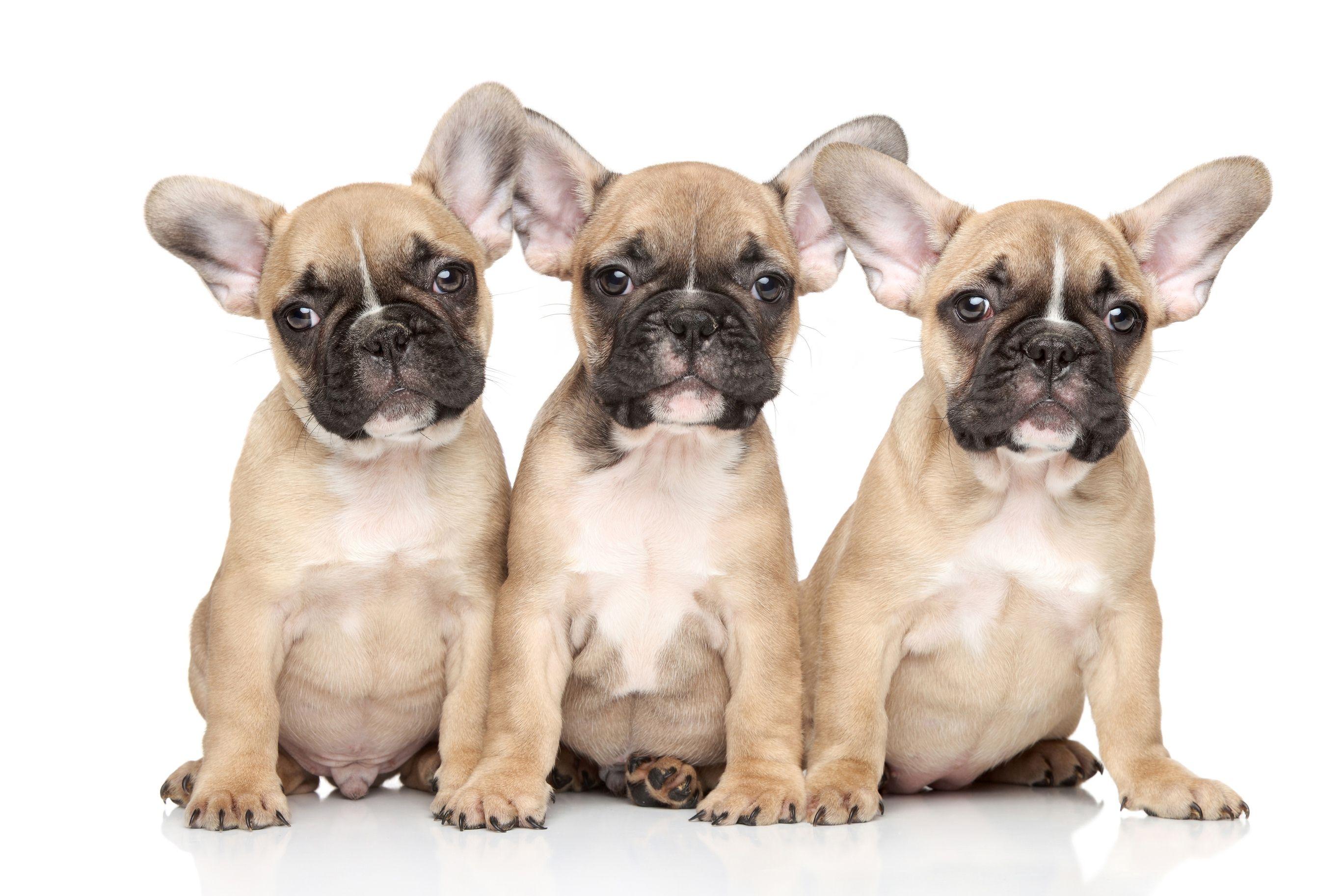 2738x1825 French Bulldog Wallpaper for Computer .