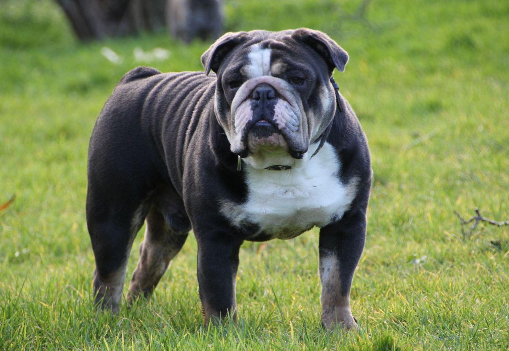 1741x1200 Free download Other names for this breed Bulldog English Bulldog British Bulldog [1741x1200] for your Desktop, Mobile & Tablet. Explore Old English Bulldog Wallpaper. Bulldogs Wallpaper