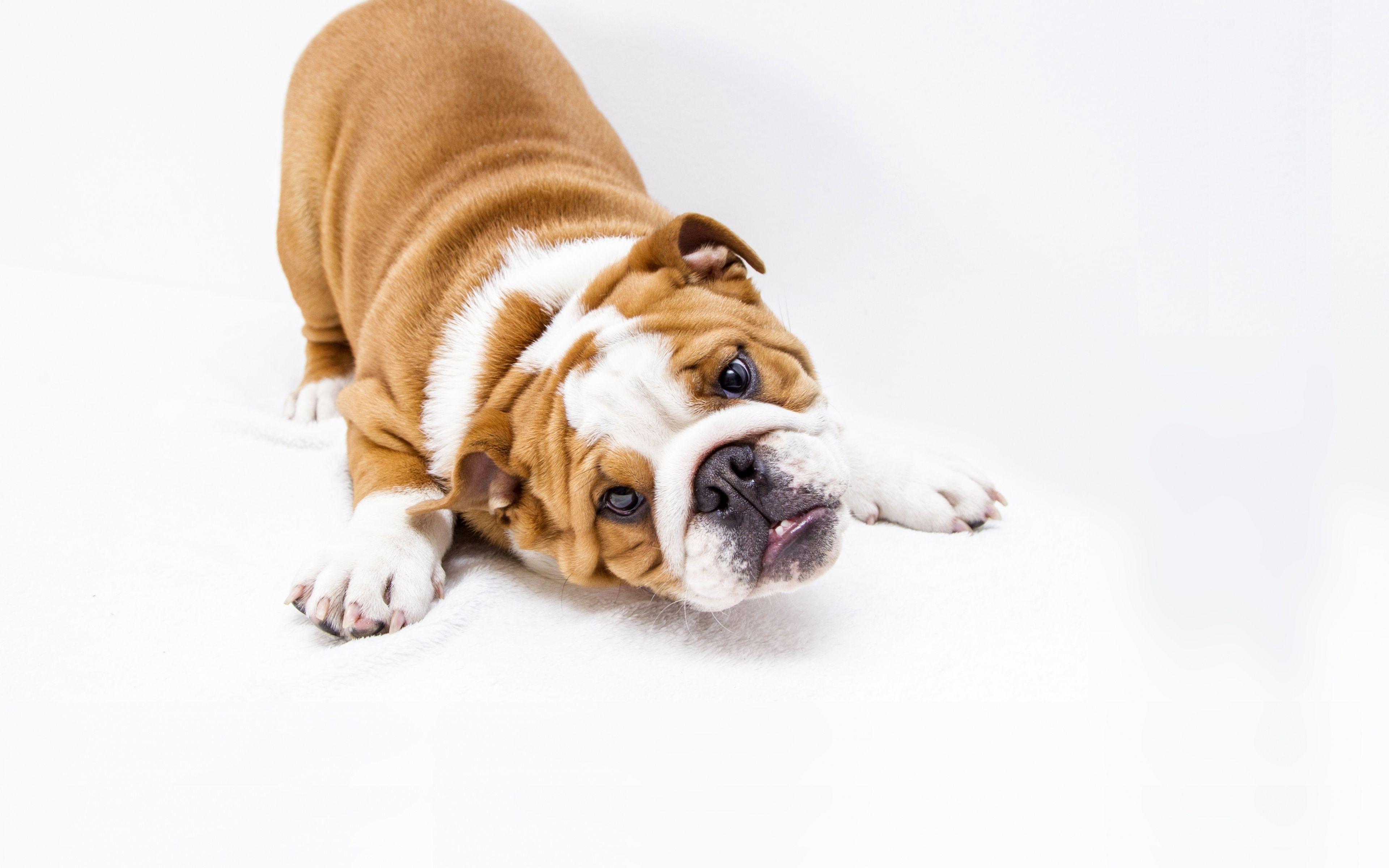 3840x2400 Download Wallpaper 4k, English Bulldog, Funny Dog, Close Up, Puppy, Cute Animals, Pets, English Bulldog Dog For Desktop With Resolution 3840x2400. High Quality HD Picture Wallpaper