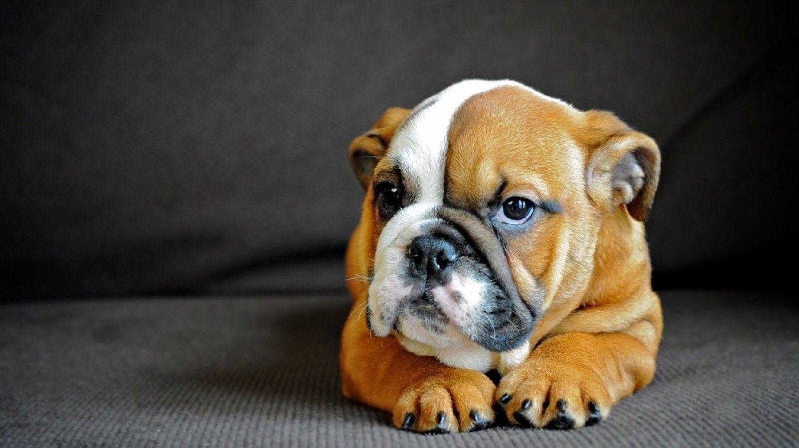 1600x899 toy bulldog HD wallpaper, Background