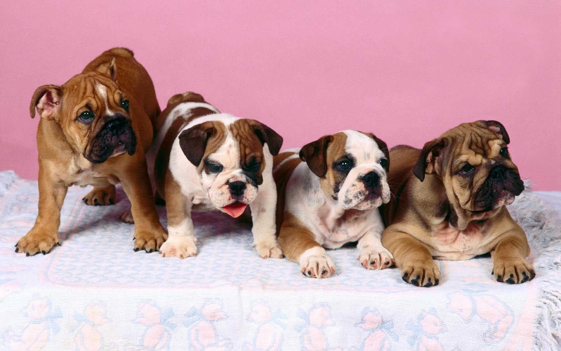 1920x1200 Picture for Desktop: bulldog. Animal. Tokkoro.com Amazing HD Wallpaper