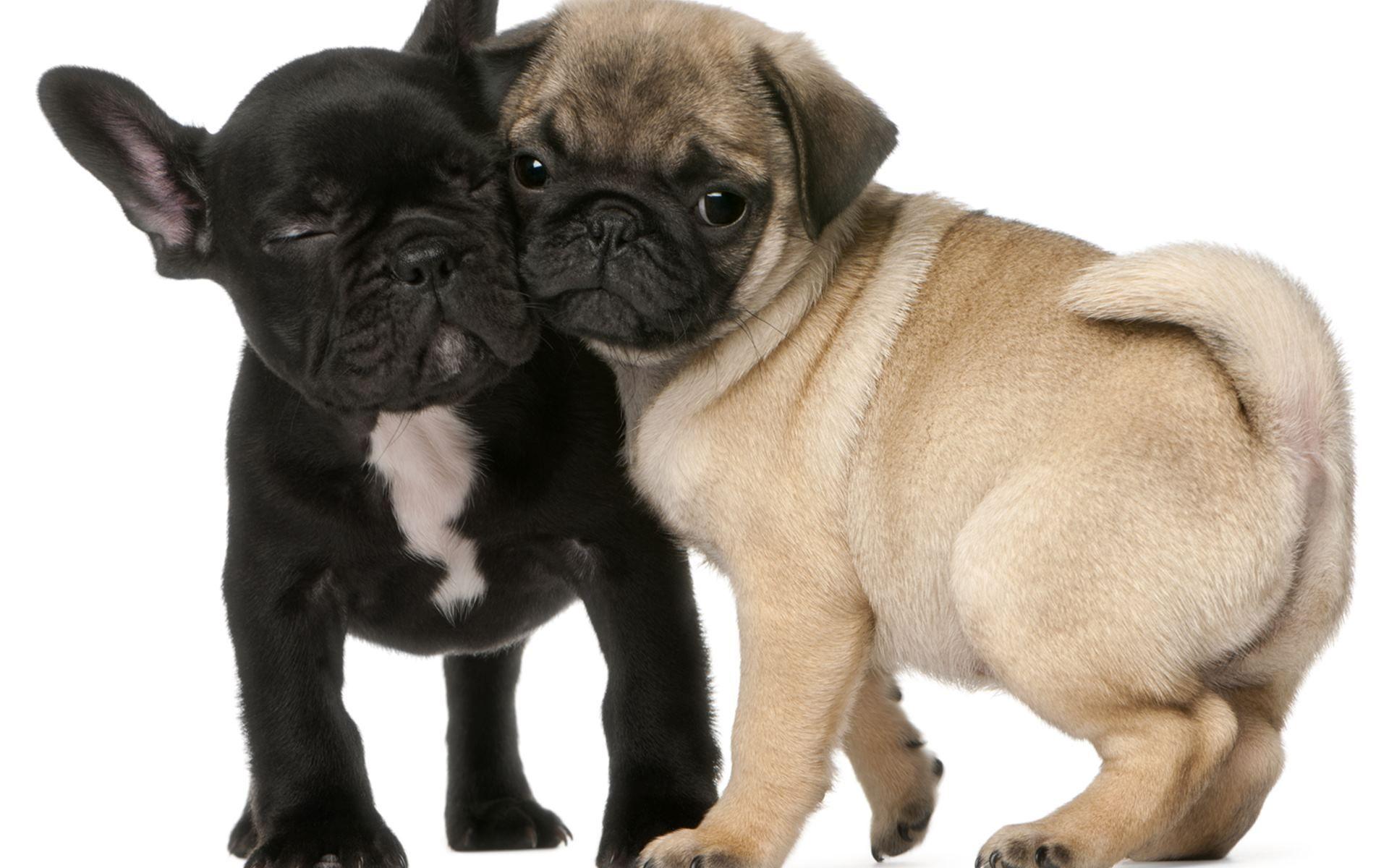 1920x1200 French Bulldog Puppy Wallpaper