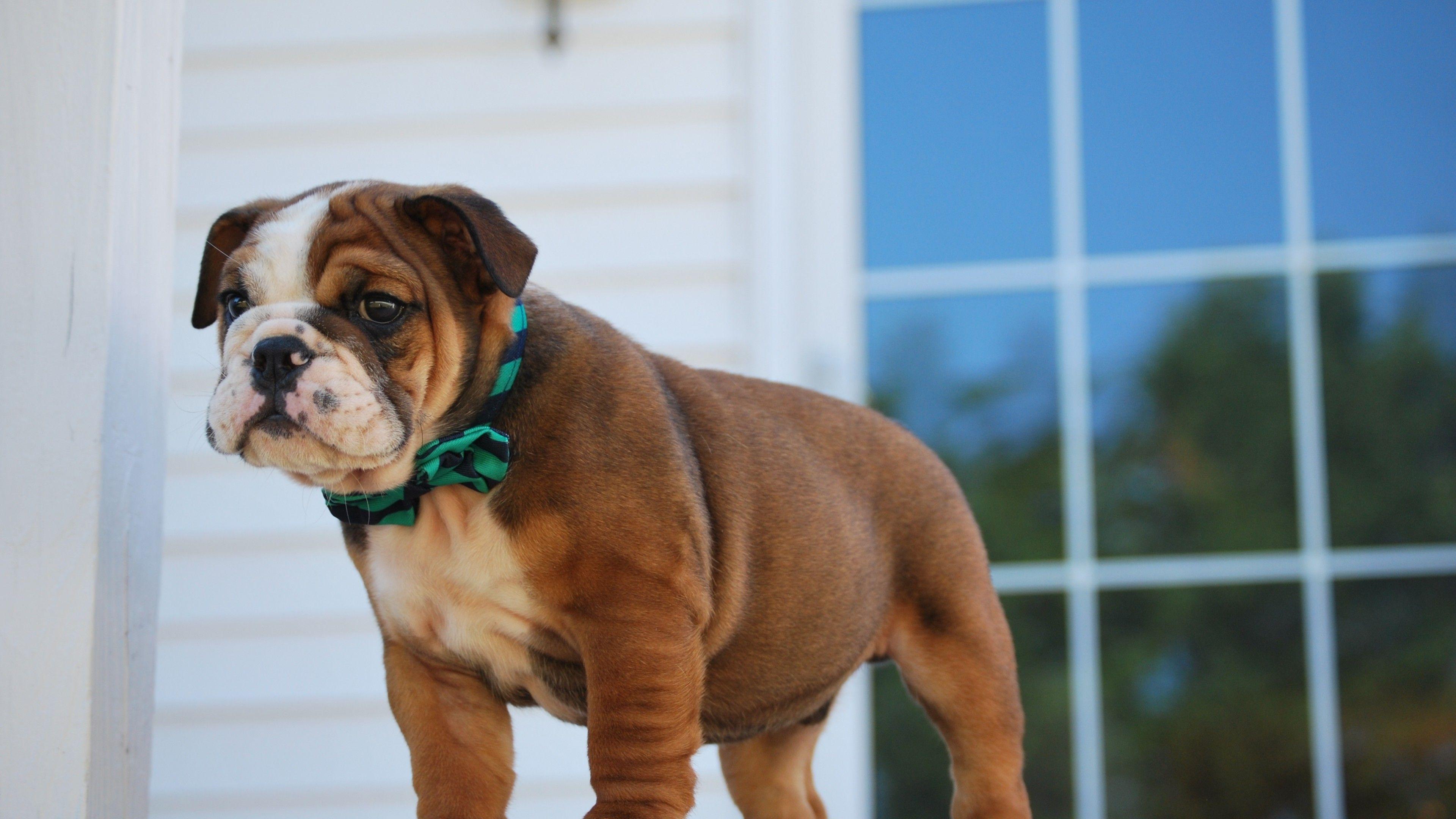 3840x2160 Little english bulldog puppy on the doorstep Desktop wallpaper 1680x1050