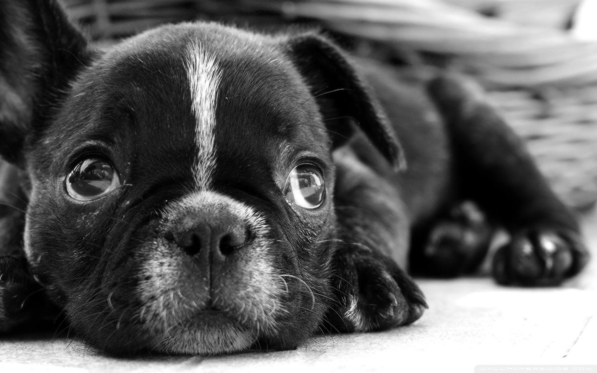 1920x1200 French Bulldog Wallpaper