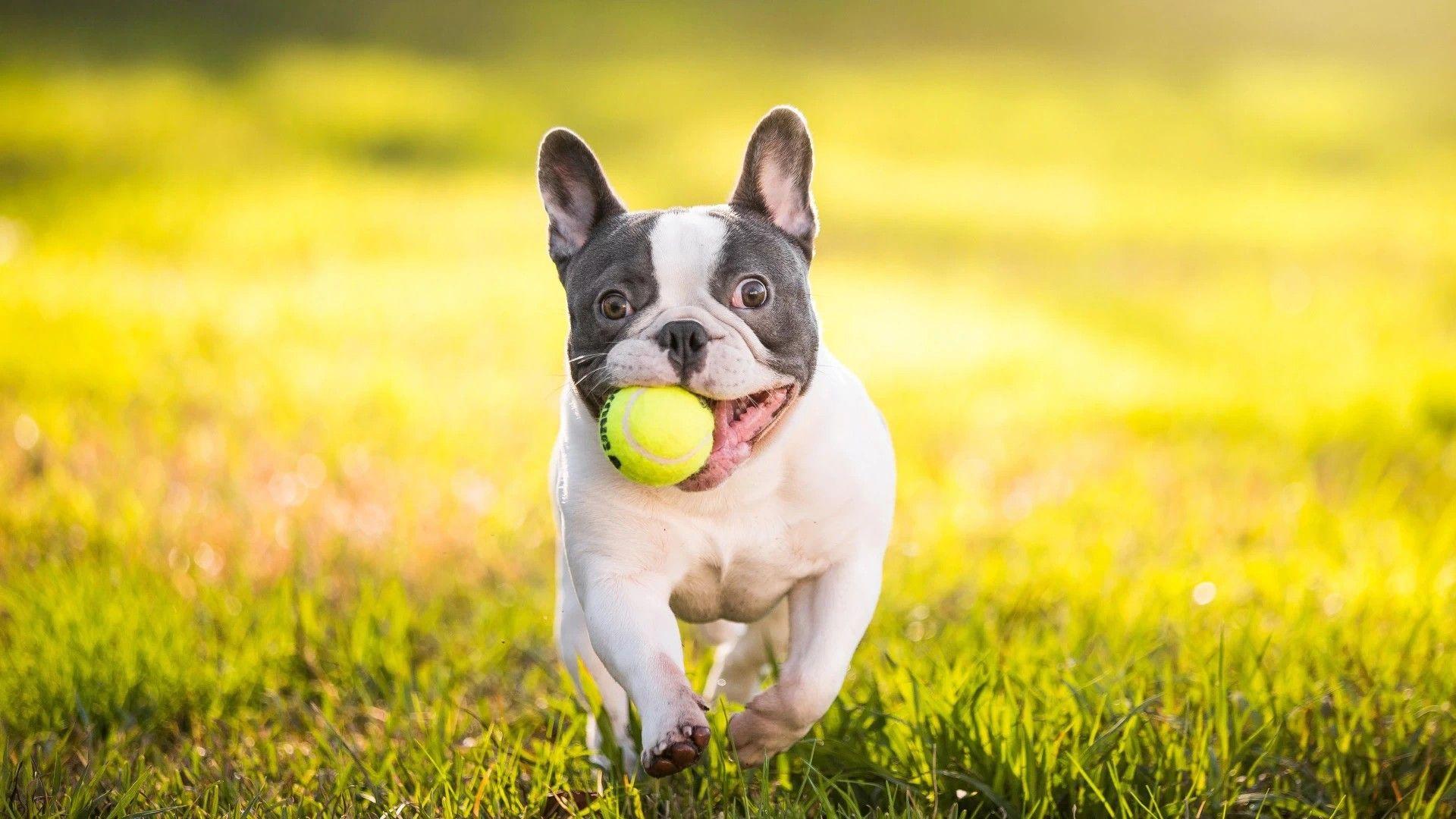 1920x1080 free cool French Bulldog chrome extension HD wallpaper theme tab for chrome browser!