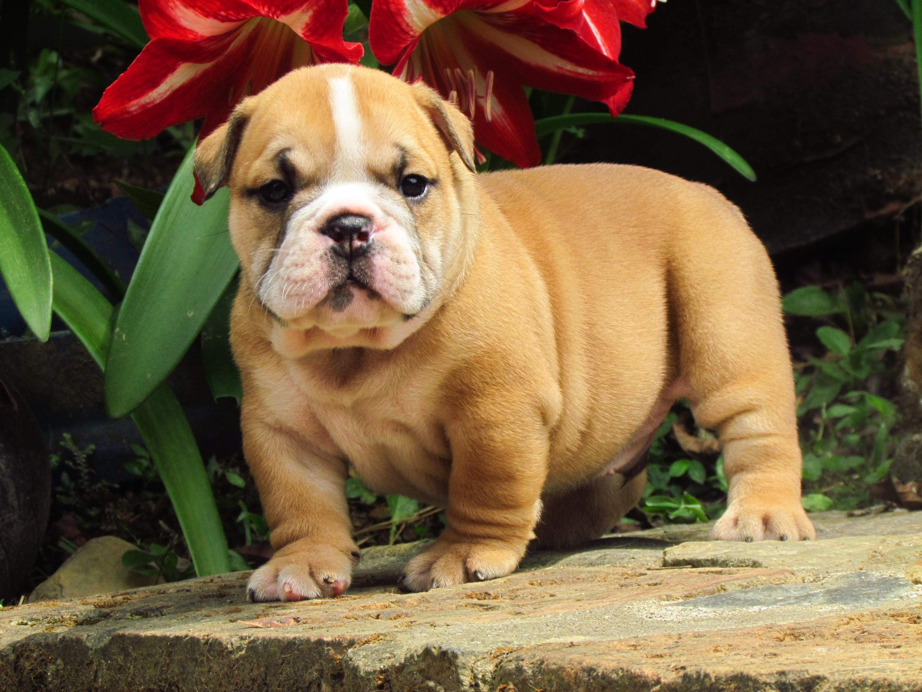 3072x2304 3072x2304px English Bulldog Puppies (662.79 KB).02.2015