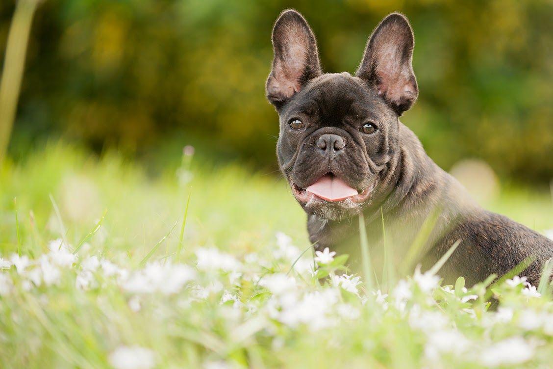 1128x752 French Bulldog Wallpaper