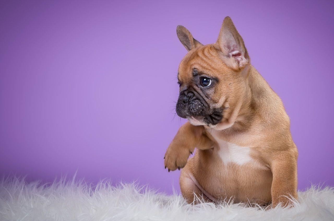 1280x846 dogs #wallpaper #cute #violet #bulldogs #france