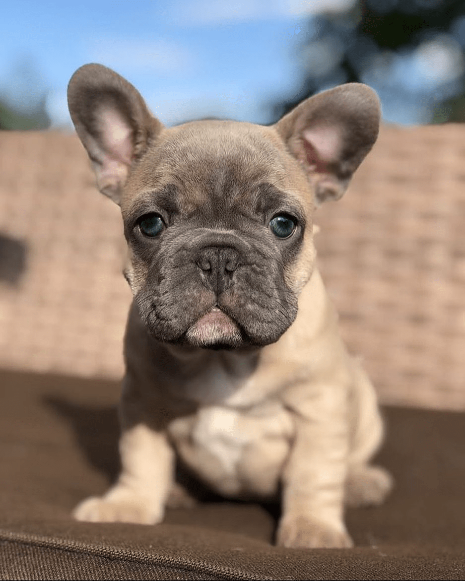 937x1171 Current Mood. Cute baby dogs, Cute puppy wallpaper, Puppy wallpaper