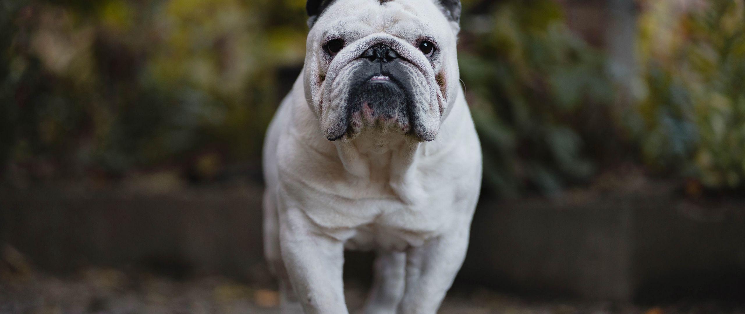 2560x1080 Download wallpaper 2560x1080 english bulldog, bulldog, dog, serious dual wide 1080p HD background