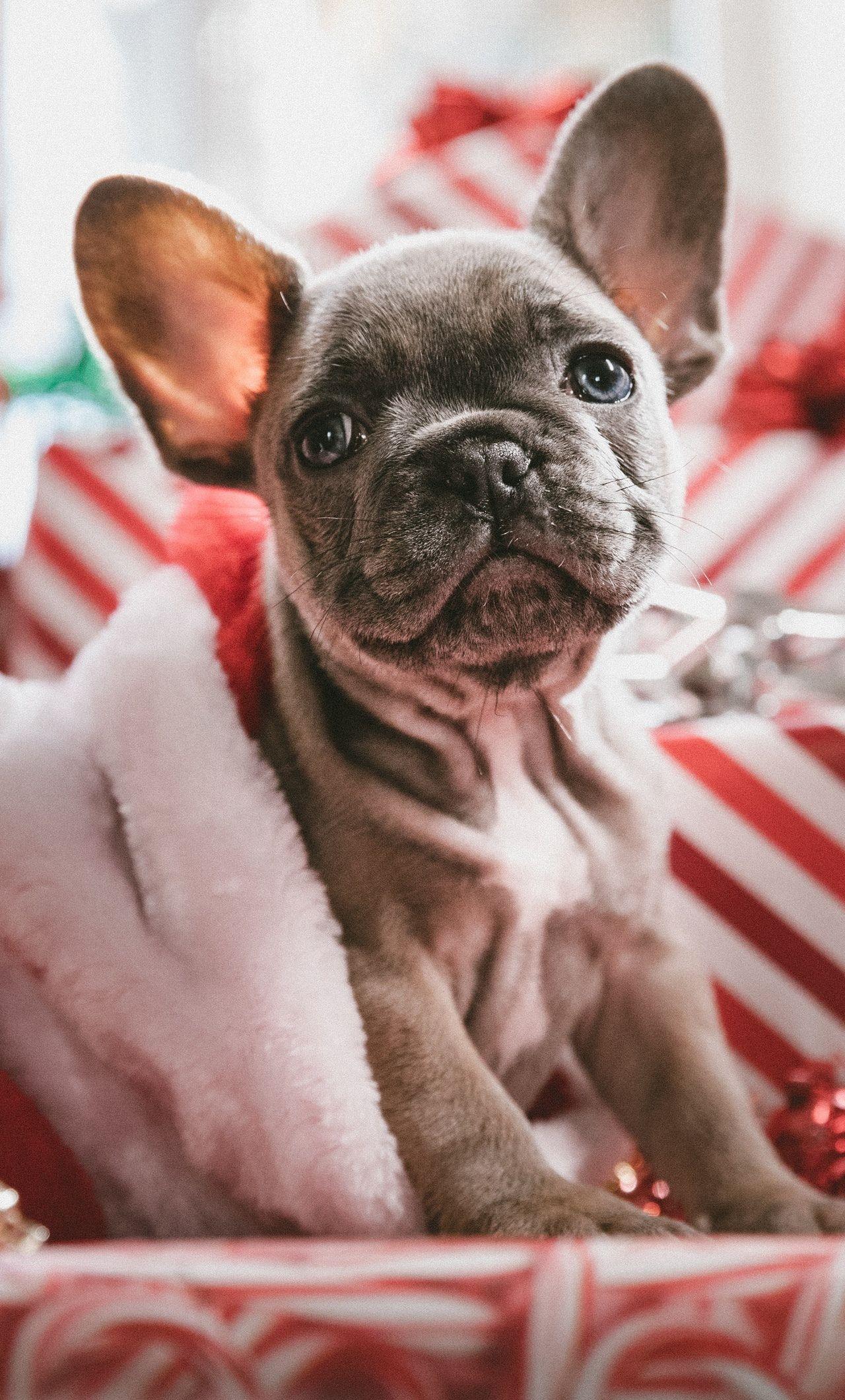 1280x2120 Cute French Bulldog Background .