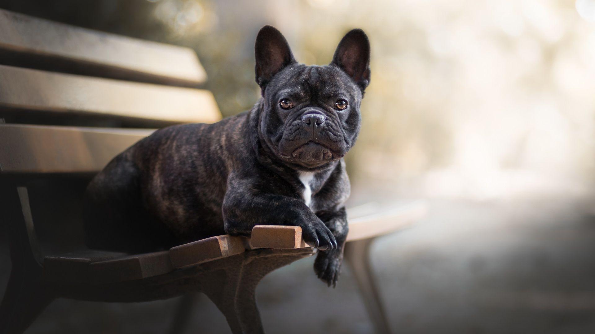 1920x1080 Cartoon Bulldog Pics .
