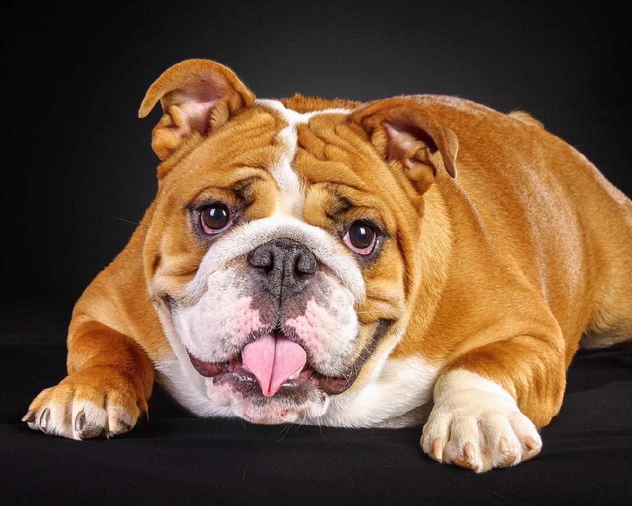 1280x1024 English Bulldog New Wallpaper pour Androidéléchargez l'APK