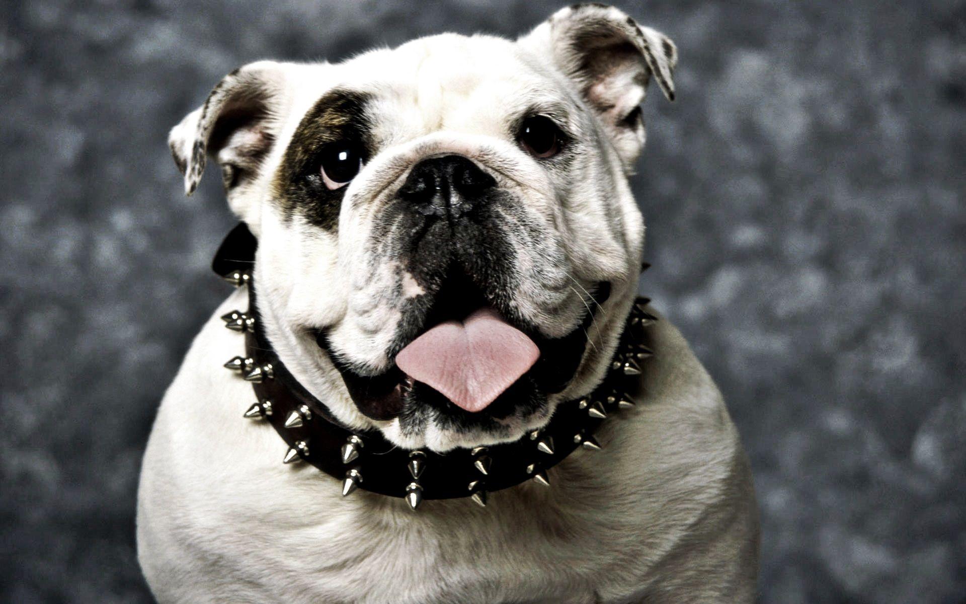 1920x1200 Bulldog wallpaper