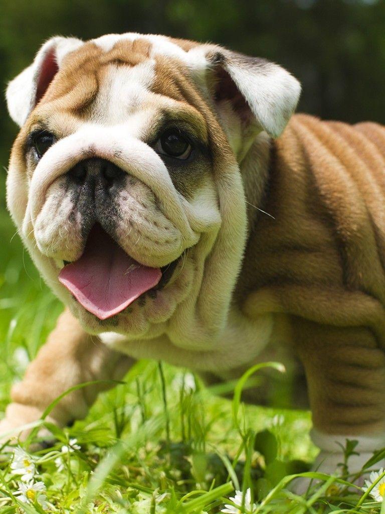 768x1024 Download 768x1024 British Bulldog, Walking, Cute, Grass Wallpaper for Apple iPad Apple iPad Mini