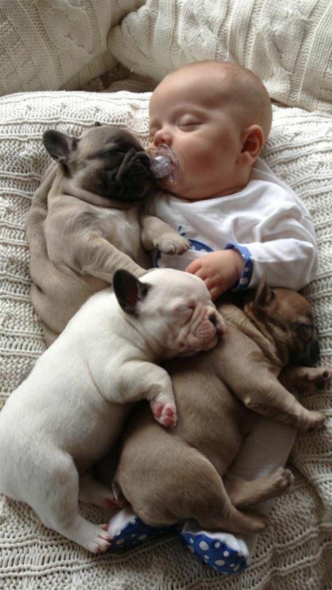 1080x1920 Baby French Bulldog HD Wallpaper