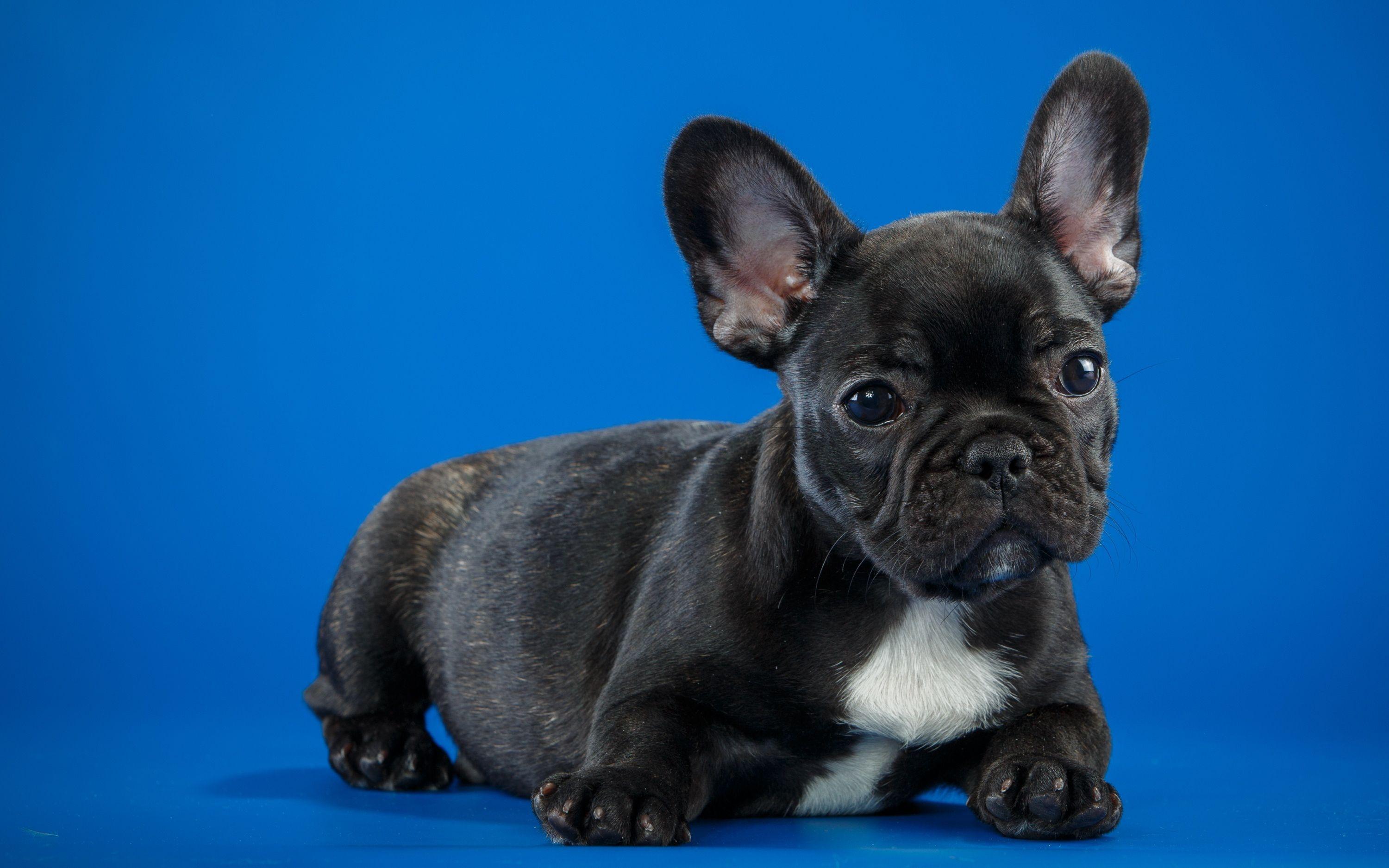 3000x1875 Bulldog Funny Dog Wallpaper .