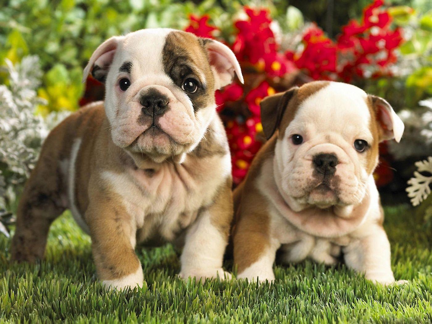 1400x1050 Cute French Bulldog Wallpaper