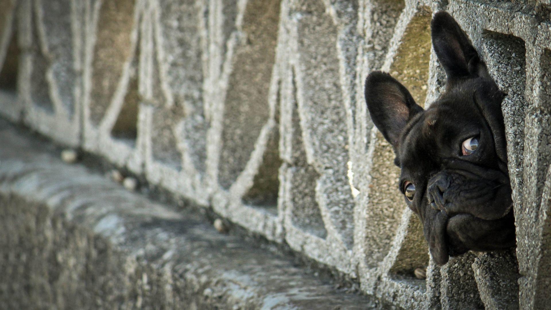 1920x1080 Download Wallpaper 1920x1080 french bulldog, peep, dog, fence Full HD 1080p HD Background. Cute french bulldog, French bulldog, French bulldog wallpaper