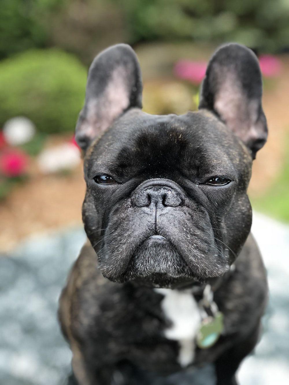 1000x1333 Bulldog Picture. Download Free Image