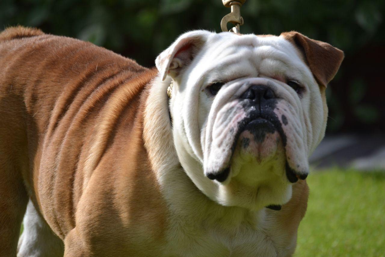 1280x853 1280x853px 122.22 KB British Bulldog