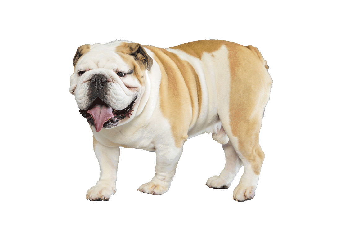 1170x780 Bulldog