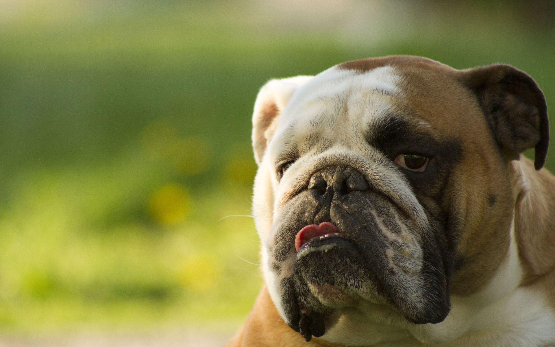 1920x1200 British Bulldog On Computer .