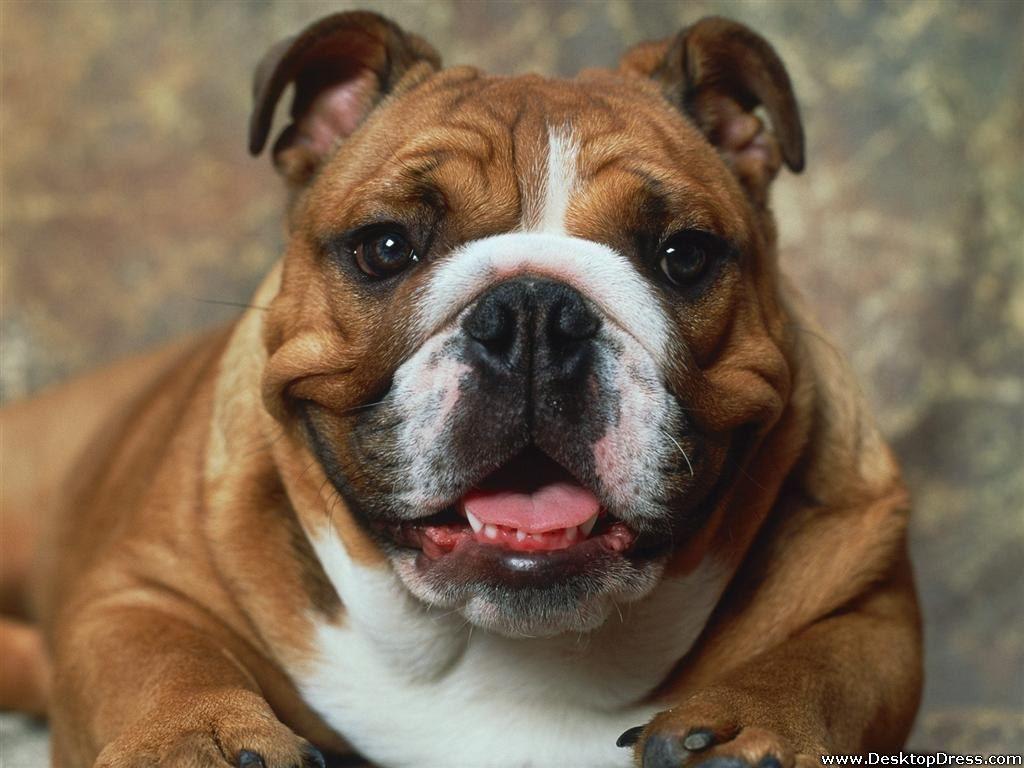 1024x768 Desktop Wallpaper Animals Background Say Cheese, Bulldog