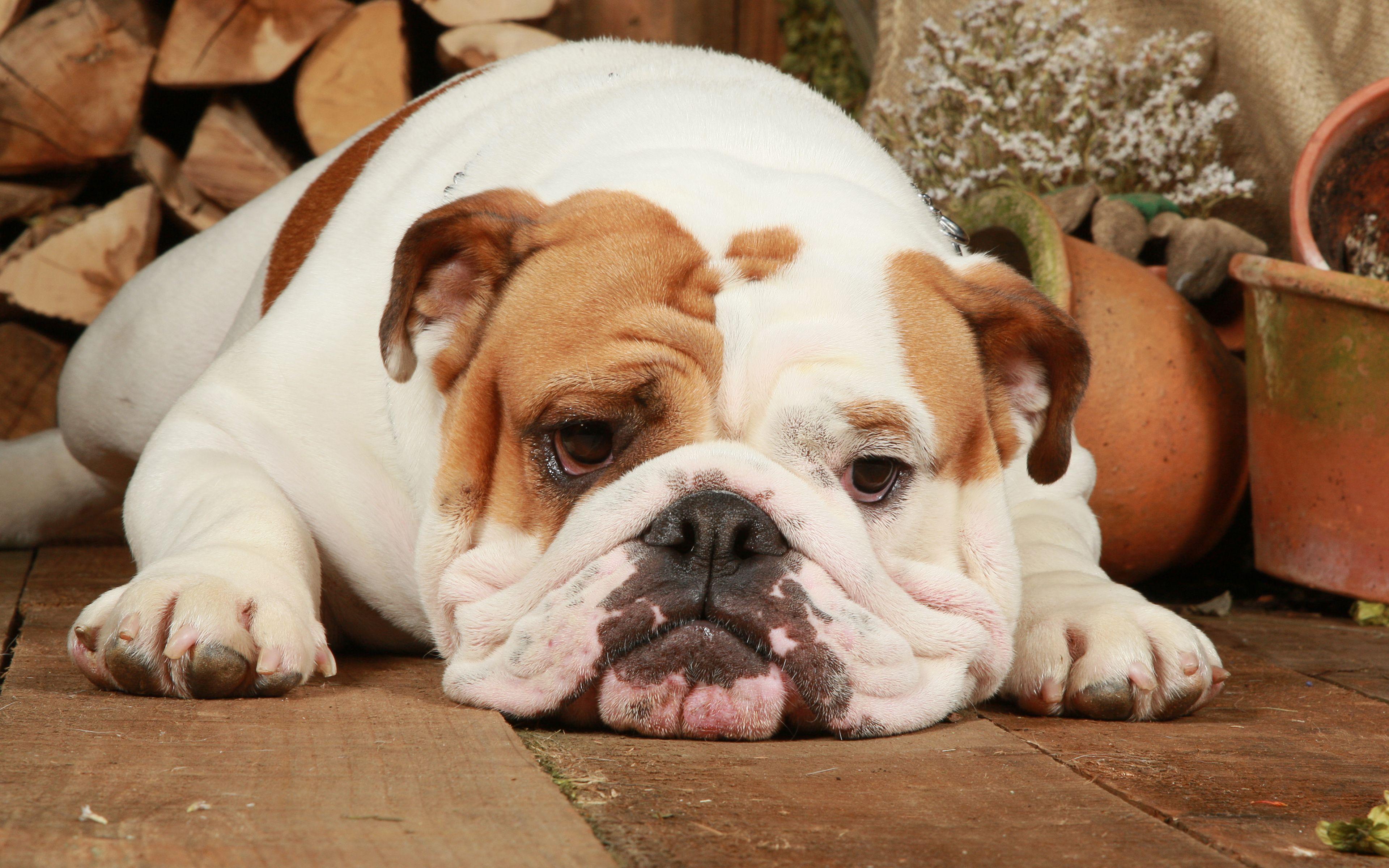 3840x2400 Download wallpaper 4k, English Bulldog, funny dog, cute animals, pets, English Bulldog Dog for desktop with resolution 3840x2400. High Quality HD picture wallpaper