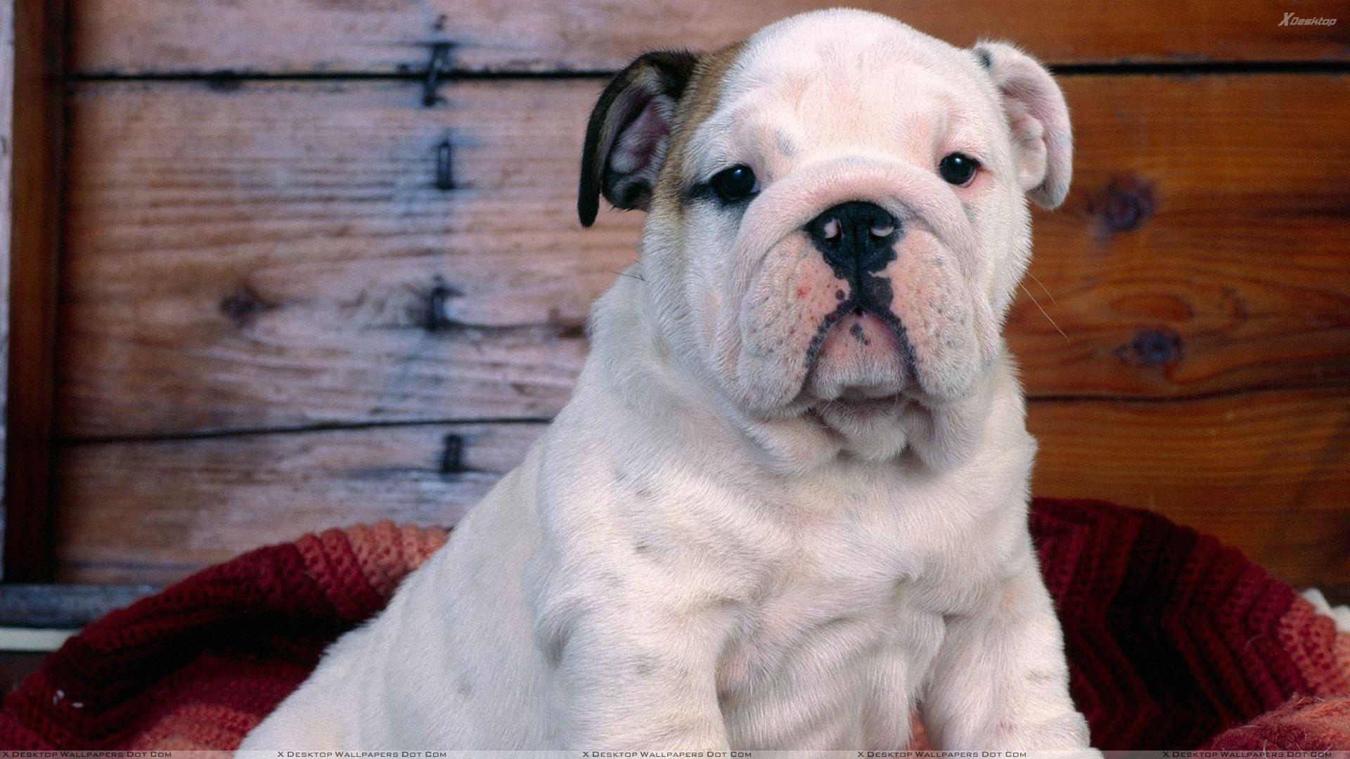 1920x1080 White Bulldog Puppy Looking Front Wallpaper