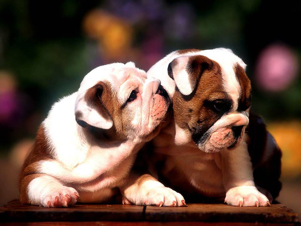 1024x768 Bulldogs. MY DOG N ME