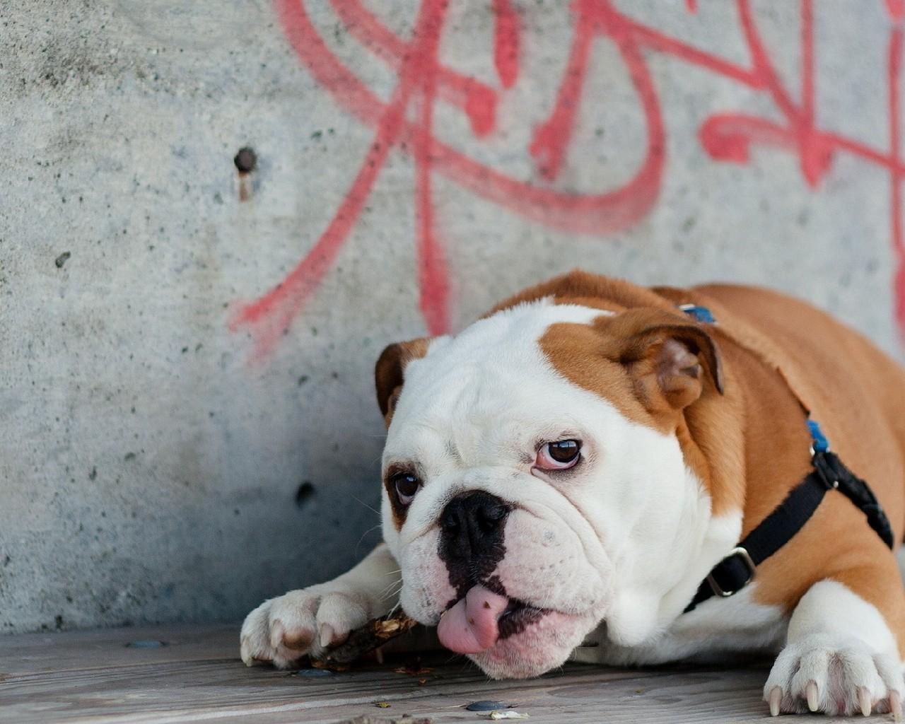 1280x1024 English Bulldog New Wallpaper for Android