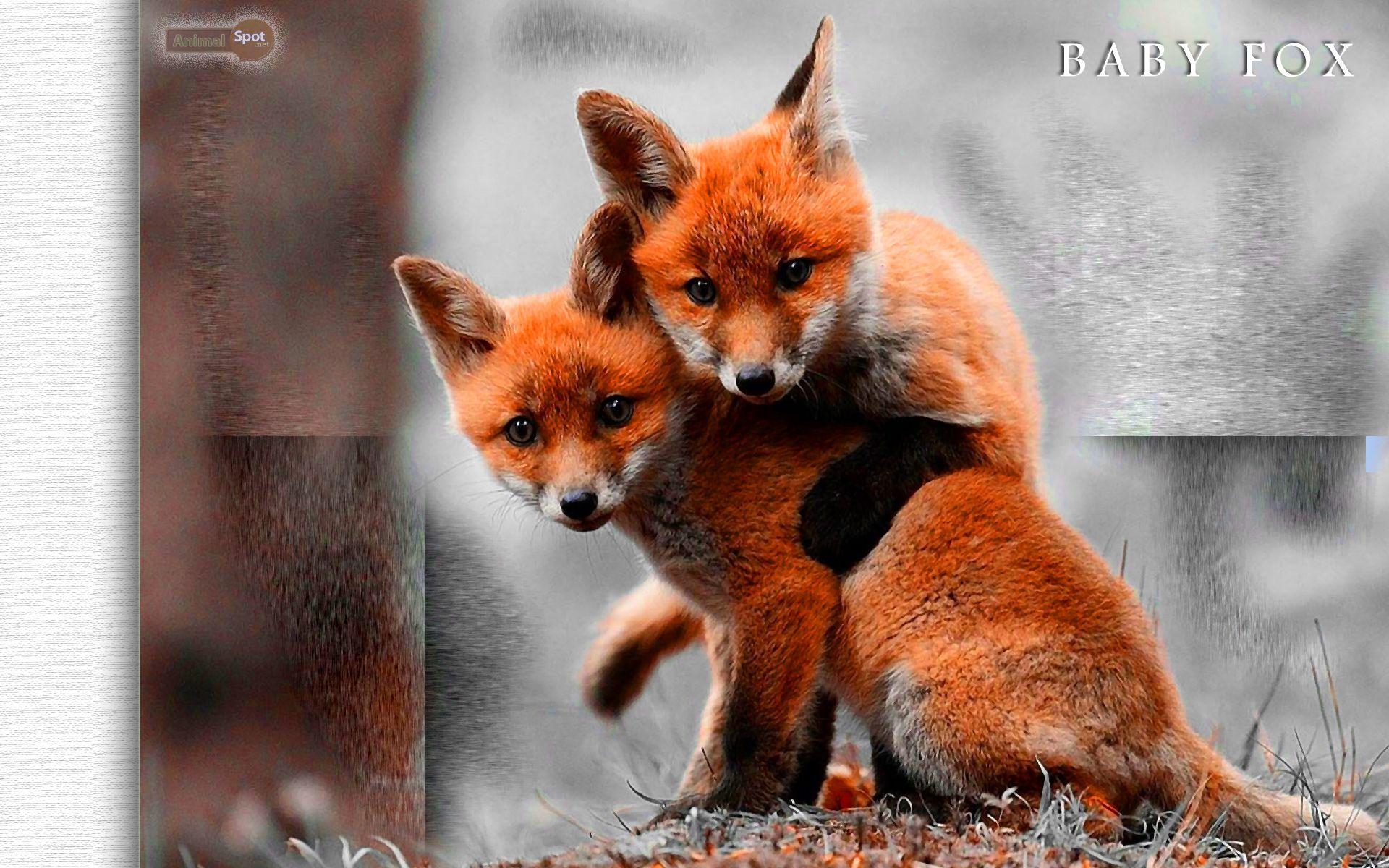 1920x1200 Fox Wallpaper
