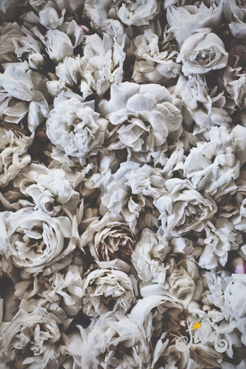 800x1200 Fira Autumn 2014. Flowers photography, Gray aesthetic, Grey flowers