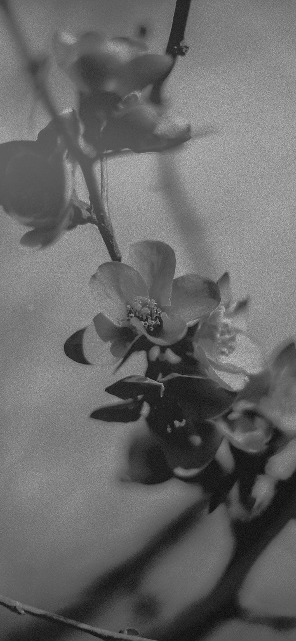 1125x2436 Flower Nostalgia Tree Spring Blossom Nature Bw Dark iPhone X Wallpaper Free Download