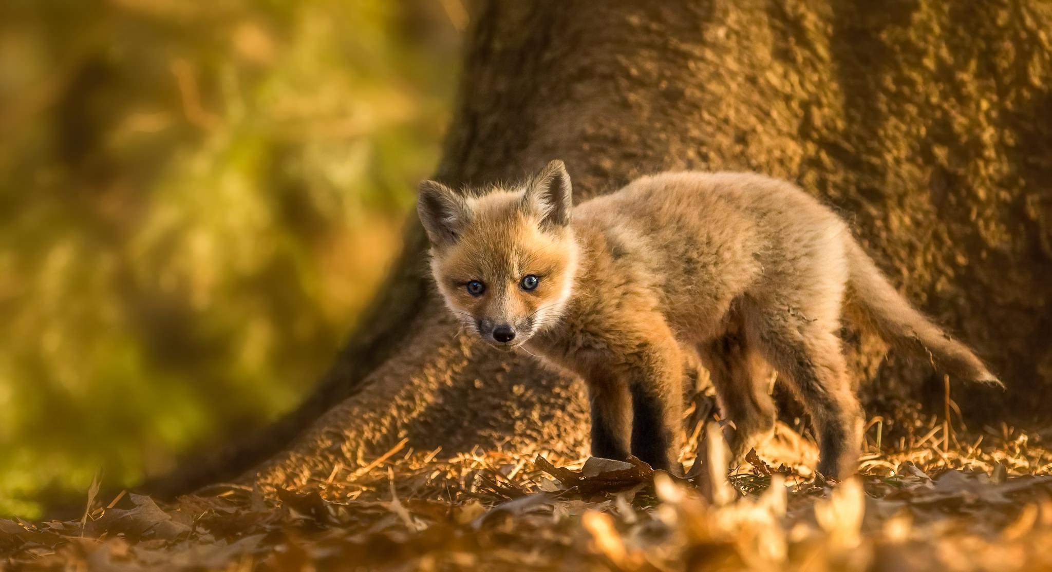2048x1114 Baby Fox Wallpaper for Android
