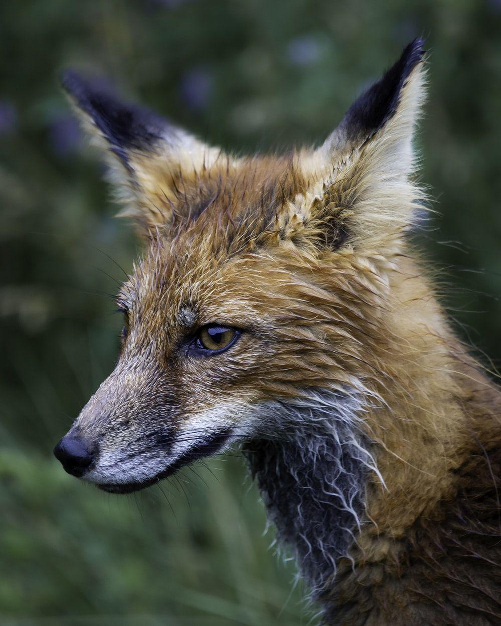 1000x1250 Fox Image. Download Free Picture