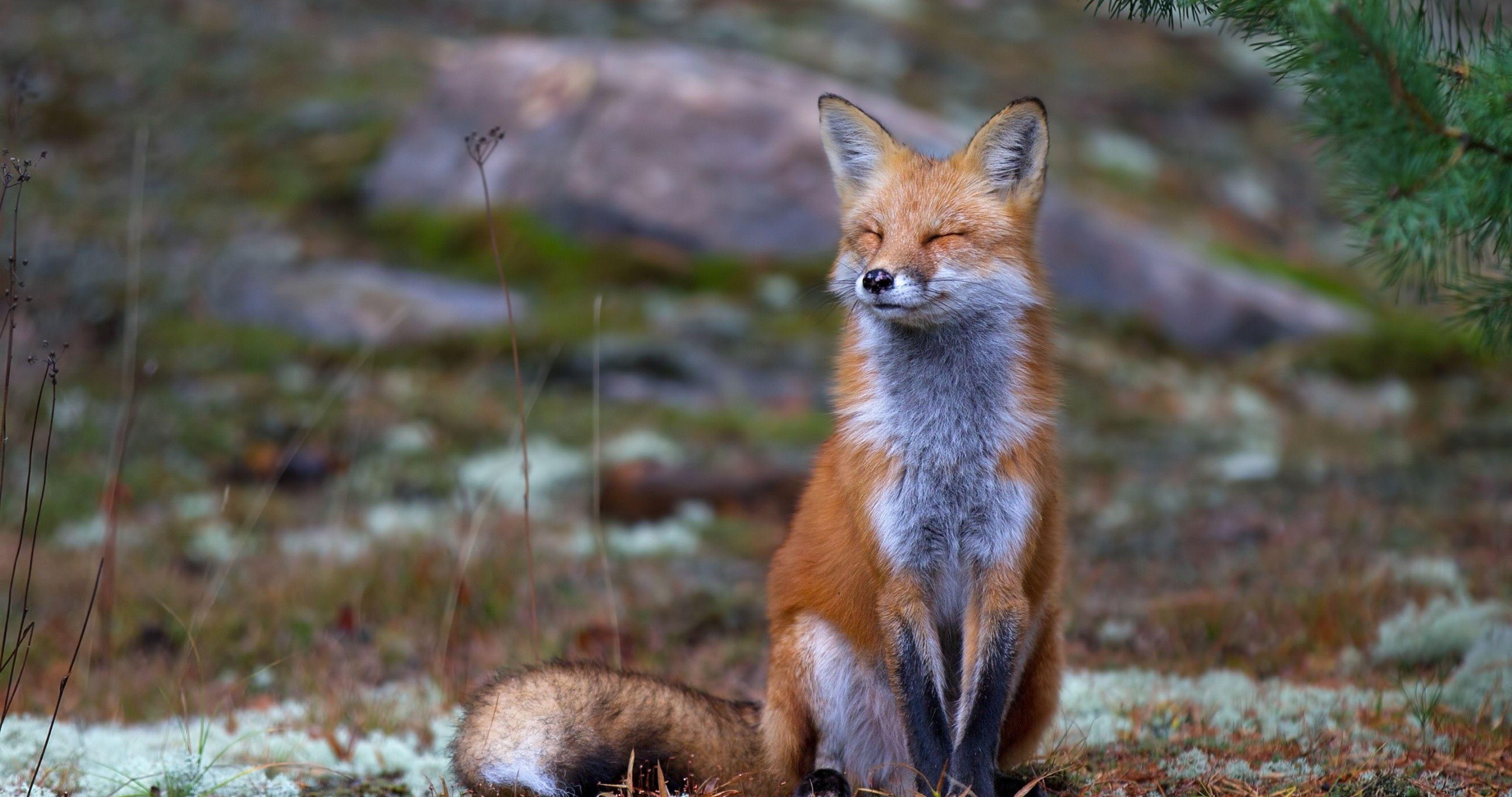 4096x2160 Baby Fox Wallpaper