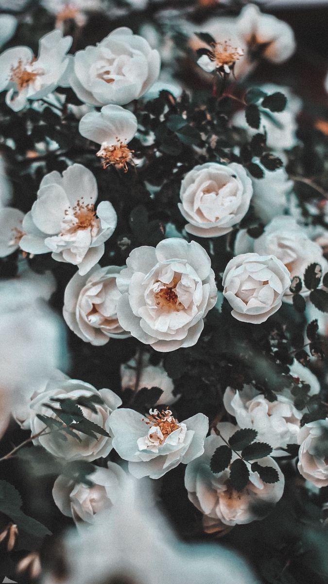 675x1200 Flowers. Vintage flowers wallpaper, Pink flowers wallpaper, Flower aesthetic