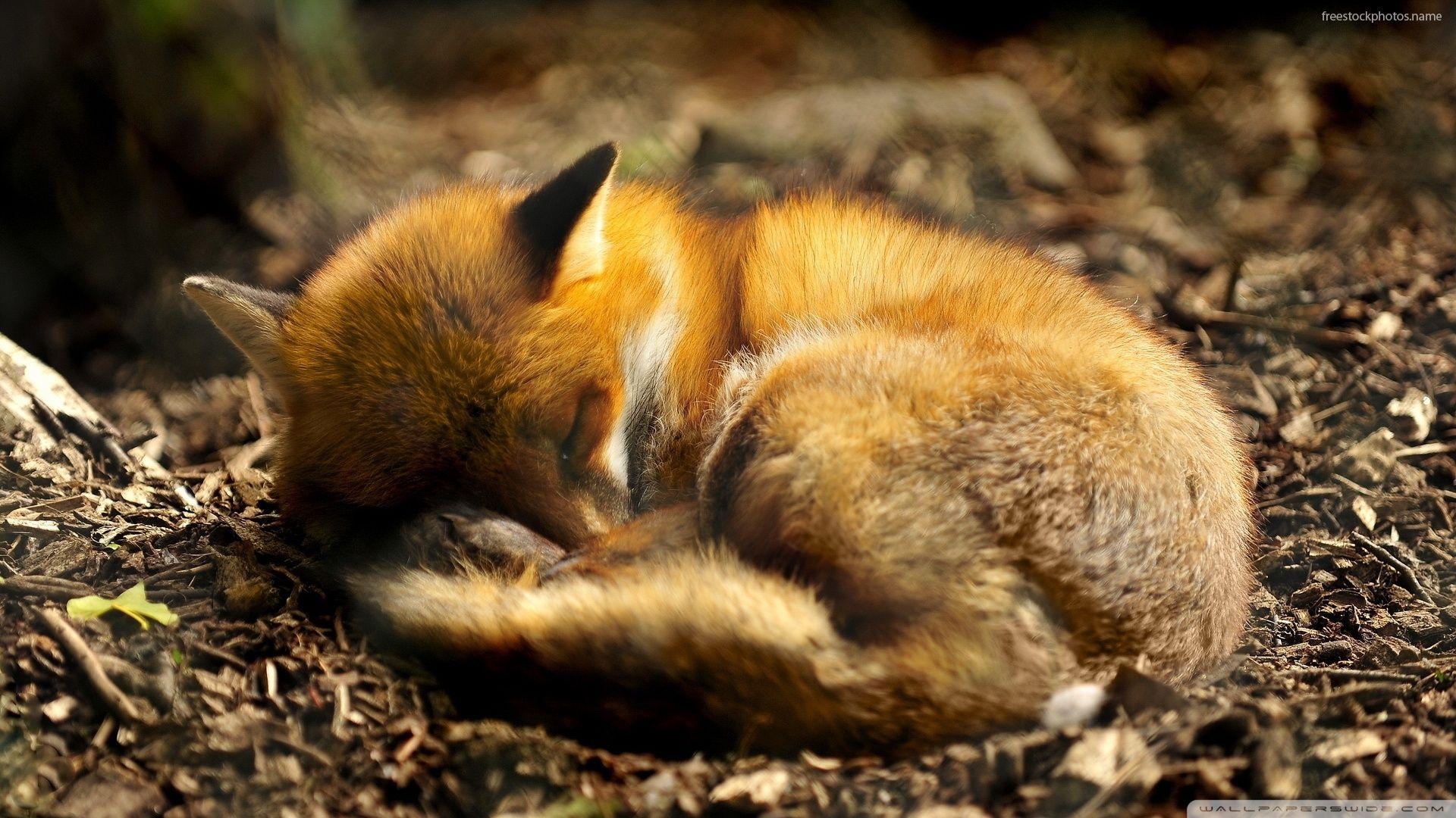 1920x1080 Animals