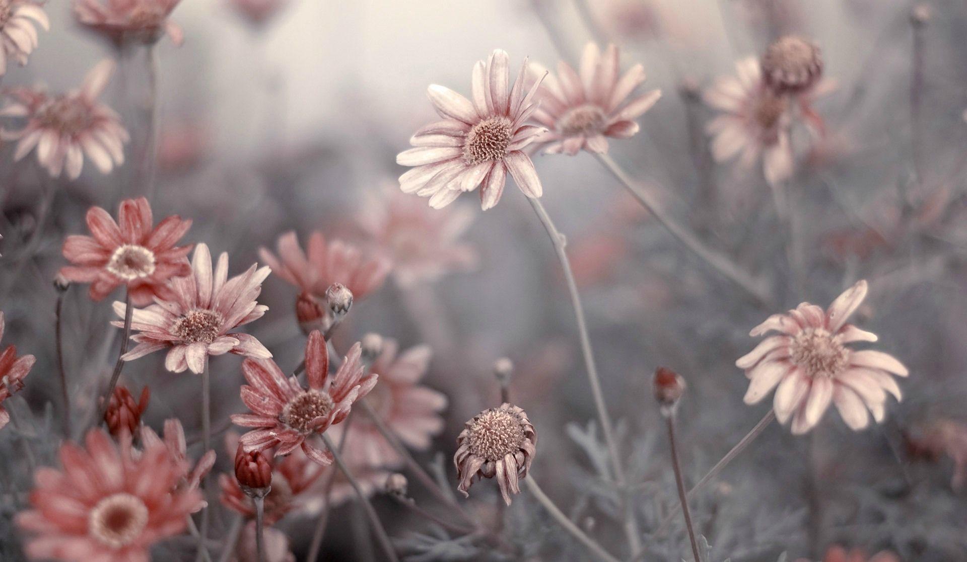 1920x1117 Pink and Grey Flower Wallpaper .