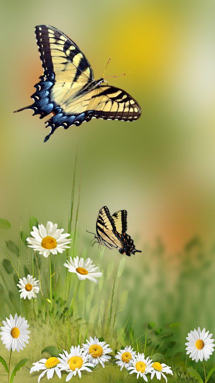 720x1280 Home Screen Butterfly Wallpaper For Android
