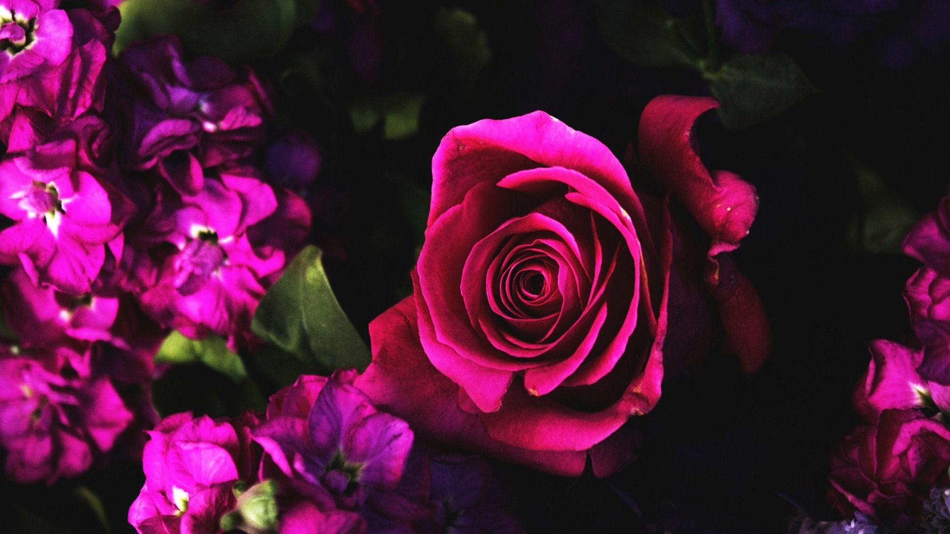 Blue and Pink Rose Wallpapers Top Free Blue and Pink Rose Backgrounds